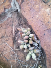 Adromischus umbraticola