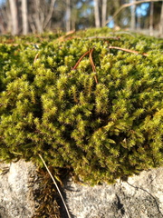 Racomitrium microcarpon