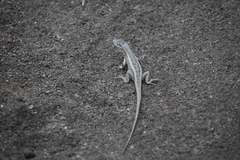 Stenocercus modestus