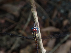 Cannaphila