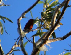 Himatione sanguinea