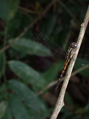 Cannaphila
