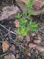 Diospyros lycioides