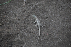 Stenocercus modestus