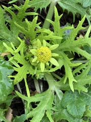 Sanicula arctopoides