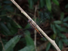 Cannaphila