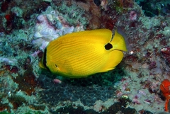 Chaetodon andamanensis