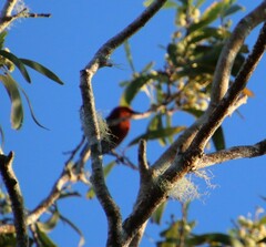 Himatione sanguinea