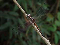 Cannaphila