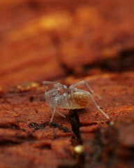 Holoscotolemon querilhaci