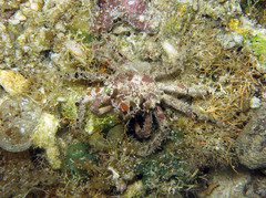 Schizophrys