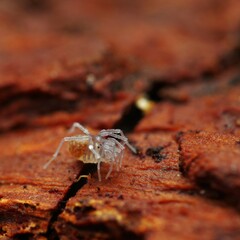 Holoscotolemon querilhaci