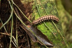 Nyssodesmus python