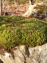 Racomitrium microcarpon