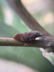 Cephisus siccifolius