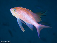 Anthias anthias