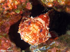 Scorpaena canariensis