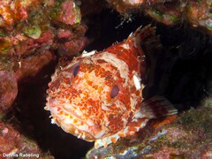 Scorpaena canariensis