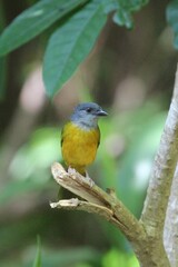 Eucometis penicillata