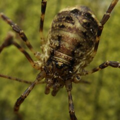 Oligolophus hanseni