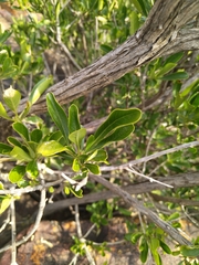 Pavetta gardeniifolia