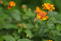 Vehilius stictomenes