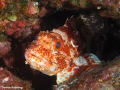 Scorpaena canariensis