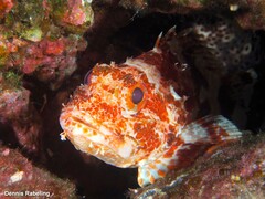 Scorpaena canariensis