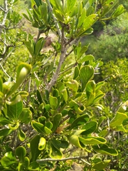 Pavetta gardeniifolia