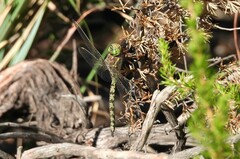 Pinheyschna subpupillata