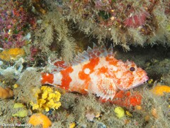 Scorpaena canariensis