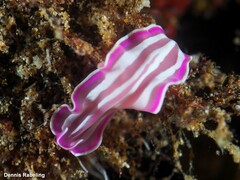 Prostheceraeus roseus