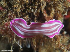 Prostheceraeus roseus