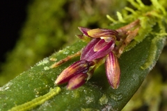 Acianthera