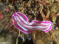 Prostheceraeus roseus