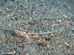Gobius gasteveni