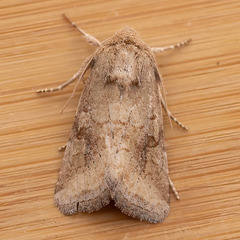 Lacinipolia meditata