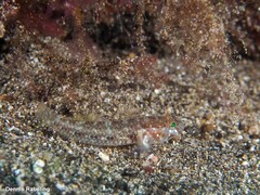 Vanneaugobius canariensis