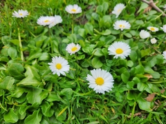 Bellis perennis