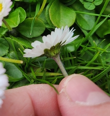 Bellis perennis
