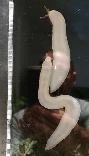Leopard Slug, photo 5 of 7