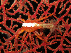Xenocarcinus depressus