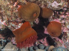 Actinia nigropunctata