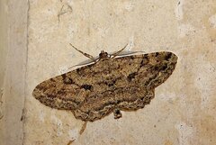 Peribatodes rhomboidaria