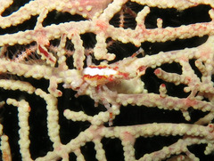 Xenocarcinus depressus