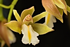 Scaphyglottis