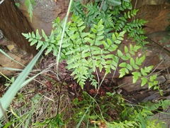 Cheilanthes viridis