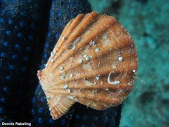 Manupecten pesfelis