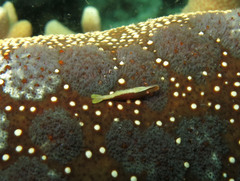 Zenopontonia soror