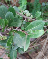 Mystroxylon aethiopicum